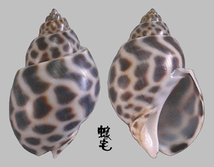 婆羅洲鳳螺 Babylonia borneensis 3