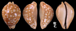 天王寶螺 Cypraea leucodon