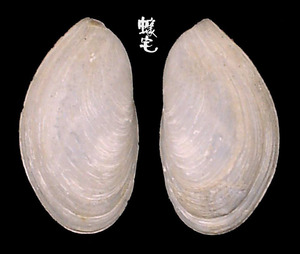 開腹蛤 Gastrochaena cuneiformis 4