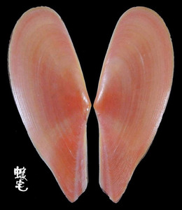 尖美櫻蛤 Tellina rostrata