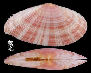 鯊皮櫻蛤 Tellina pulcherrima 2
