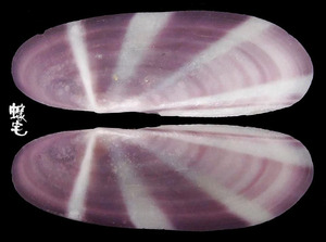 光芒豆蟶 Siliqua radiata