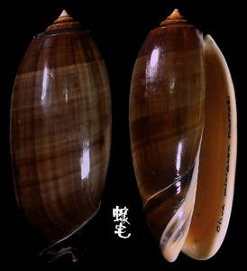 Marrati榧螺 Oliva miniacea marrati 1