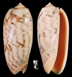 Berti榧螺 Oliva miniacea berti 3