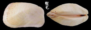 邊溝船蛤 Trapezium sowerbyi 3