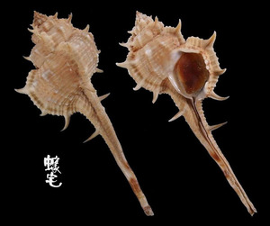 馬克骨螺 Murex brevispina macgillivrayi 2