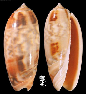 Sylvia榧螺 Oliva miniacea sylvia 2
