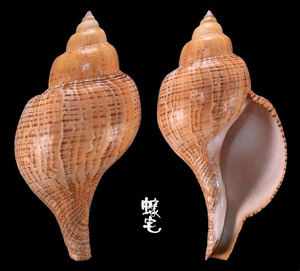 鬱金香旋螺 Fasciolaria tulipa 2
