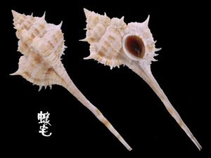 釣魚台骨螺 Murex senkakuensis 1