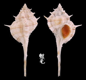 釣魚台骨螺 Murex senkakuensis 3