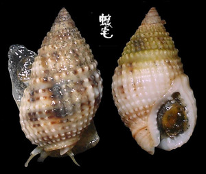 尖頭織紋螺 Nassarius margaritifer 1