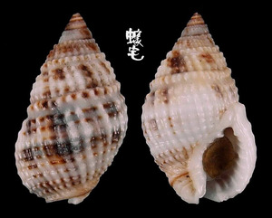 尖頭織紋螺 Nassarius margaritifer 2