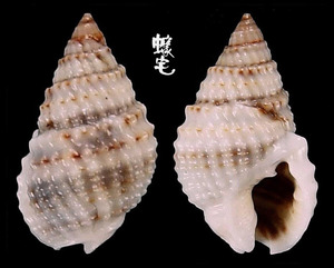尖頭織紋螺 Nassarius margaritifer 3