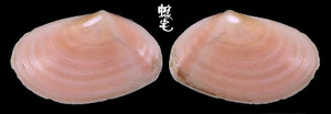 粉紅深海櫻蛤 Bathytellina citrocarnea 2