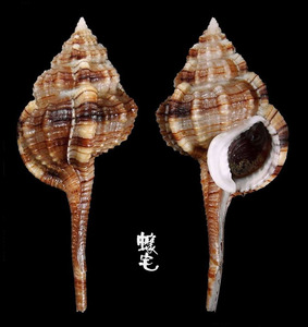 平瀨骨螺 Murex hirasei 1