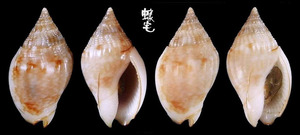 卵形織紋螺 Cyllene pulchella 2