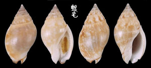 卵形織紋螺 Cyllene pulchella 3