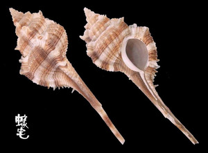 Malabaricus骨螺 Murex malabaricus