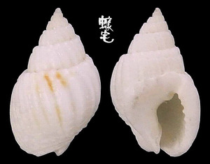 Clarus織紋螺 Nassarius clarus 3