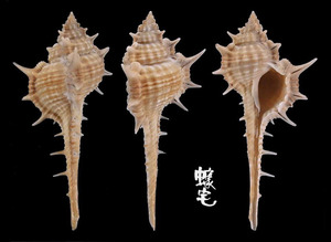 華南骨螺 Murex aduncospinosus 2