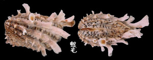 粗肋算盤蛤 Cardita crassicosta 3