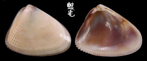半紋斧蛤 Donax semigranosus 1