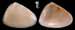 半紋斧蛤 Donax semigranosus 2