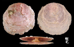 雲母蛤 Placuna placenta 2