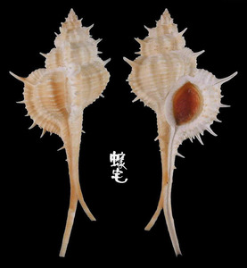 岷答那峨骨螺 Murex mindanoensis 1