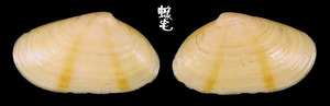 Cornea尖峰蛤 Donacilla cornea 1