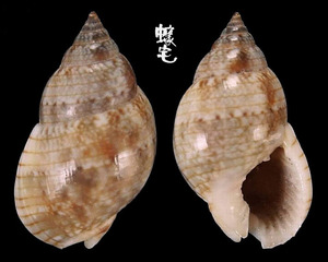 Limnaeformis織紋螺 Nassarius limnaeformis 1