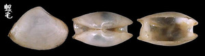 角片小蛤蜊 Micromactra angulifera