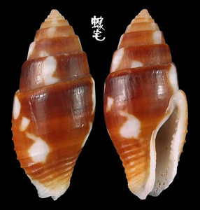 黃麥螺 Pyrene flava 1