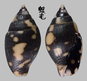 黑麥螺 Pyrene ocellata 1
