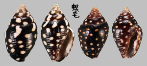 黑麥螺 Pyrene ocellata 3