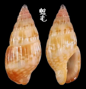 寶石麥螺 Metanachis jaspidea