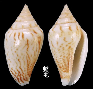 芋形麥螺 Parametaria epamella 3
