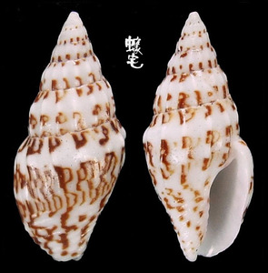 黑菩薩麥螺 Anachis misera nigromaculata 1