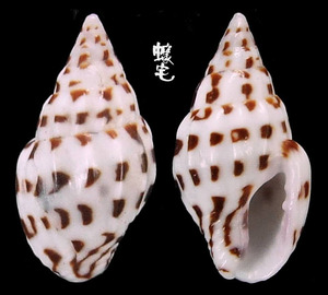 黑菩薩麥螺 Anachis misera nigromaculata 2