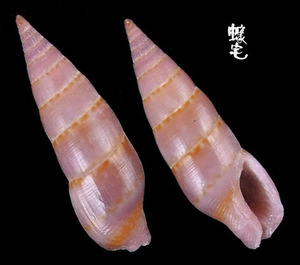 筍形麥螺 Aesopus spiculus