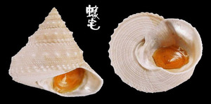 白鐘螺 Lischkeia alwinae