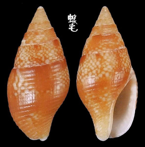紅花麥螺 Pyrene marmorata 1