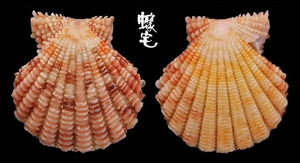 鱗片海扇蛤 Gloripallium speciosum