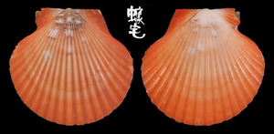 西非海扇蛤 Chlamys flabellum
