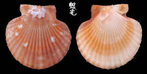 女王海扇蛤 Aequipecten opercularis 2