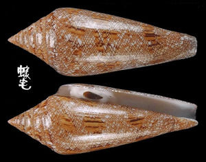 海之榮光芋螺 Conus gloriamaris 2