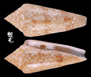 海之榮光芋螺 Conus gloriamaris 5