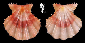 Rastellum海扇蛤 Mirapecten rastellum 1