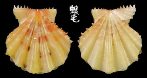 Rastellum海扇蛤 Mirapecten rastellum 2