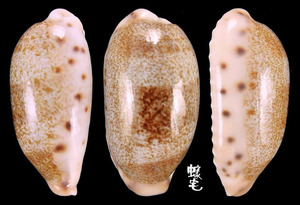 清齒寶螺 Cypraea caurica 5